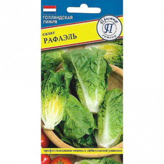 Салат кочанный Рафаэль изображение 6