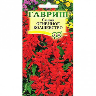 Сальвия Огненное волшебство, семена изображение 11