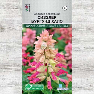 Сальвия Сиззлер Бургунд Хало изображение 3