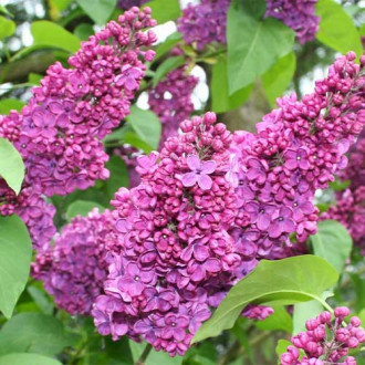 Сирень Чарльз Джоли изображение 8