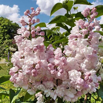 Сирень обыкновенная Красавица Москвы изображение 8