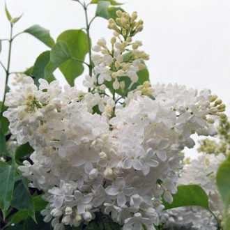 Сирень обыкновенная Мазаис принцис (Маленький Принц) изображение 11