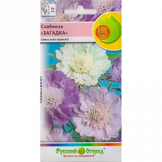 Скабиоза Загадка, смесь окрасок изображение 10