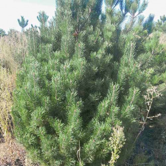 Сосна горная Унцината изображение 9