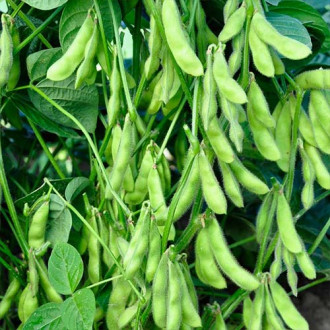 Соя овощная Деликатес Русский огород НК изображение 10