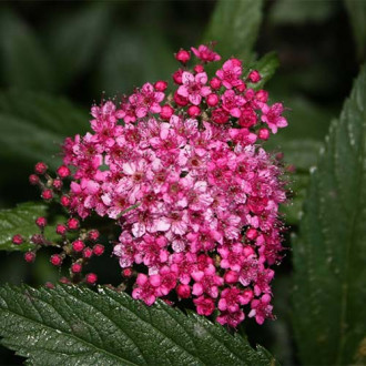 Спирея японская Фробели изображение 17