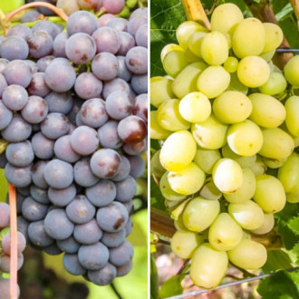 Комплект винограда Суперморозостойкий из 2 сортов изображение 2