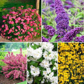 Суперпредложение! Комплект из 5-ти саж Цветущая изгородь изображение 13