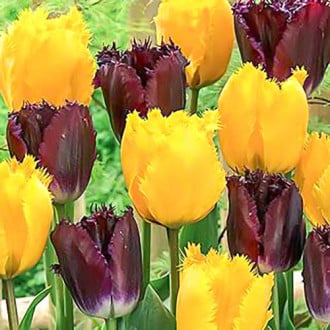 Суперпредложение! Комплект бахромчатых тюльпанов из 2-х сортов изображение 4