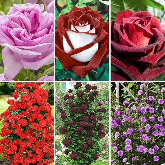 Комплект чайно-гибридных и плетистых роз из 6 сортов изображение 6
