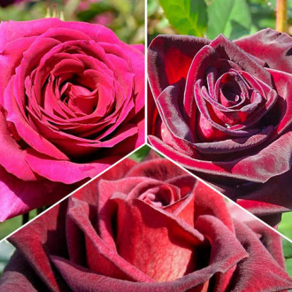 Комплект чайно-гибридных роз Триколор из 3 сортов изображение 5