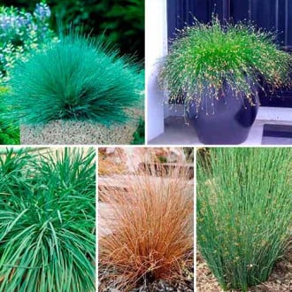 Суперпредложение! Набор семян Декоративные травы из 5 упаковок  изображение 1