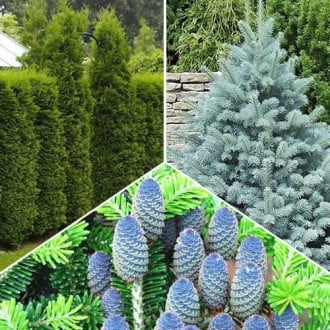 Комплект хвойных растений Лесной уголок из 3 саженцев изображение 1