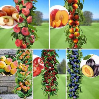 Комплект колоновидных деревьев Любимые фрукты из 5 саженцев изображение 3