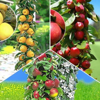 Комплект колоновидных яблонь Гурман из 3 саженцев изображение 5