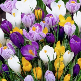Суперпредложение! Комплект Крокус, микс из 50-ти луковиц изображение 18