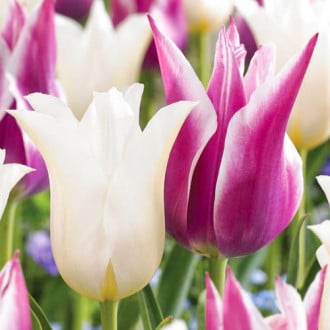Суперпредложение! Комплект лилиецветных тюльпанов из 2-х сортов изображение 4