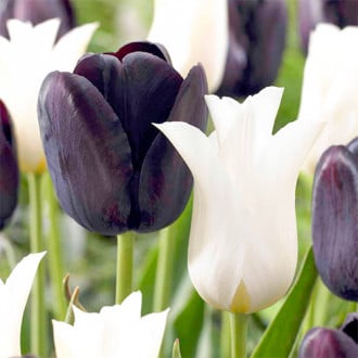 Суперпредложение! Комплект лилиецветных тюльпанов из 25-ти луковиц изображение 5