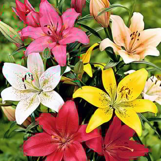 Суперпредложение! Комплект лилии ЛА-гибрид, микс из 8-ми луковиц фото 14 Суперпредложение! Комплект лилии ЛА-гибрид, микс из 8-ми луковиц изображение 14