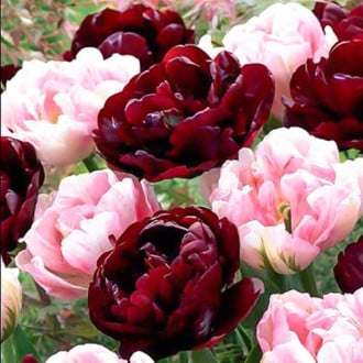 Комплект махровых тюльпанов из 2-х сортов изображение 4