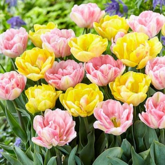 Суперпредложение! Комплект махровых тюльпанов из 25-ти луковиц изображение 3