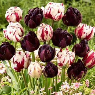 Комплект махровых тюльпанов Магия цвета изображение 5