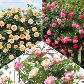 Комплект плетистых роз Трио из 3 сортов изображение 5
