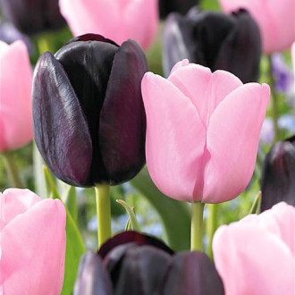 Суперпредложение! Комплект поздних тюльпанов из 2-х сортов изображение 15