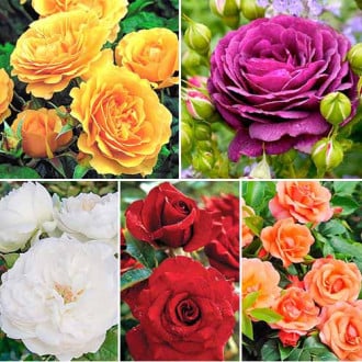 Комплект роз флорибунд Цветной микс из 5 сортов изображение 1