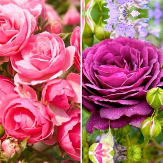 Комплект роз флорибунд Дуо из 2 сортов изображение 2