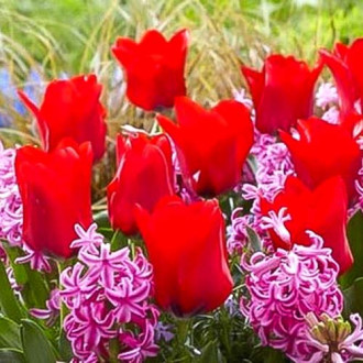 Суперпредложение! Комплект тюльпанов, гиацинтов из 14-ти луковиц изображение 2