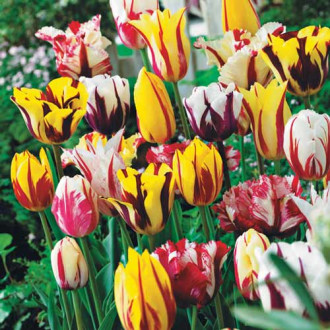 Комплект тюльпанов Грация изображение 1