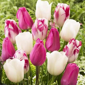 Комплект тюльпанов Утренняя заря изображение 1