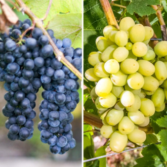 Комплект винограда Гиганты из 2 саженцев изображение 5
