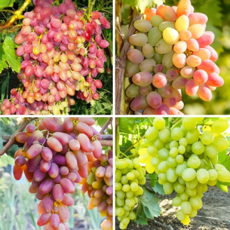 Комплект винограда Суперранний из 4 саженцев изображение 6