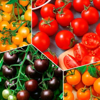 Суперпредложение! Набор семян цветных Черри помидоров из 4 упаковок изображение 5