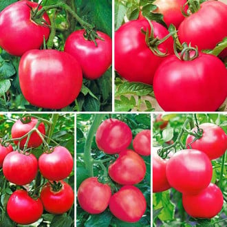 Суперпредложение! Набор семян помидоров Малиновое чудо 1 из 5 упаковок изображение 2
