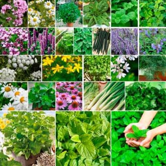 Суперпредложение! Набор семян Зеленый лекарь из 8 упаковок изображение 13