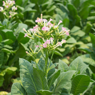 Табак Кубинский Premium Seeds изображение 13