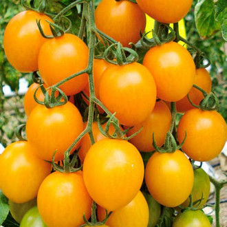 Томат-дерево Спрут сливка оранжевая F1, семена изображение 1