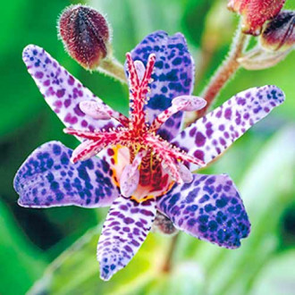Трициртис (садовая орхидея) Блю Споттед изображение 1