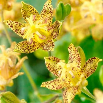Трициртис (садовая орхидея) Голден Фестиваль изображение 6