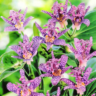Трициртис (садовая орхидея) Пурпл изображение 4