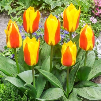 Тюльпан Грейга Бон Бини изображение 3