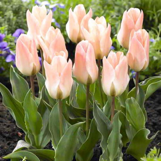 Тюльпан ботанический Литтл Герл изображение 1