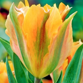 Тюльпан Артист изображение 12