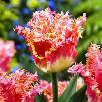 Тюльпан бахромчатый Джойнт Дивижн изображение 2