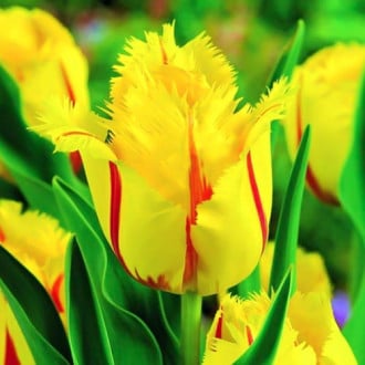 Тюльпан бахромчатый Фламенко изображение 5