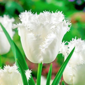 Тюльпан бахромчатый Ханимун изображение 5