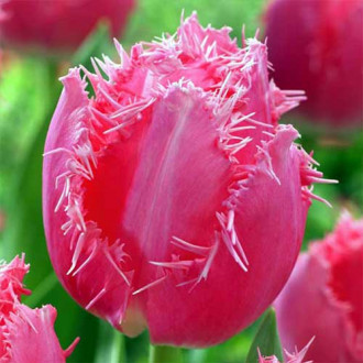 Тюльпан бахромчатый Кашарель изображение 2